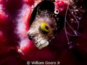 Spinyhead Blenny by William Goers Jr 